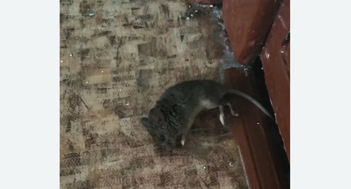 Дезинфекция от мышей в Форносово