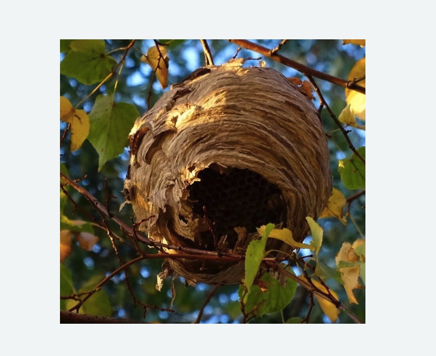 Обработка от шершней в Форносово