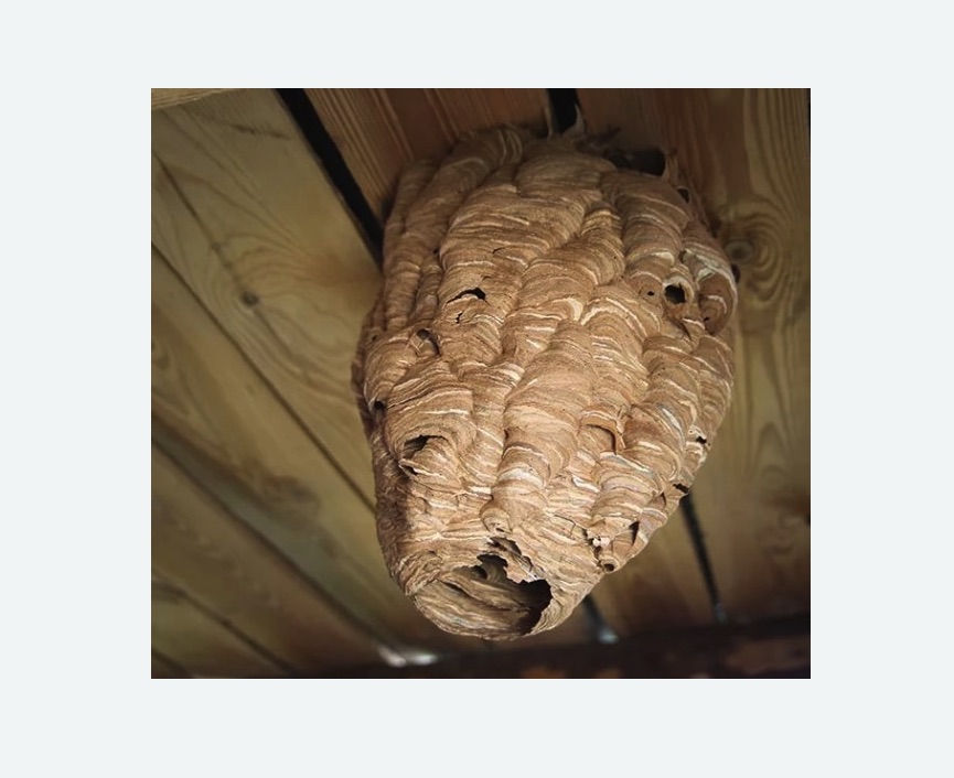 обработка от шершней в Форносово