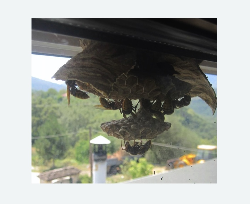 Уничтожение гнёзд шершней в Форносово