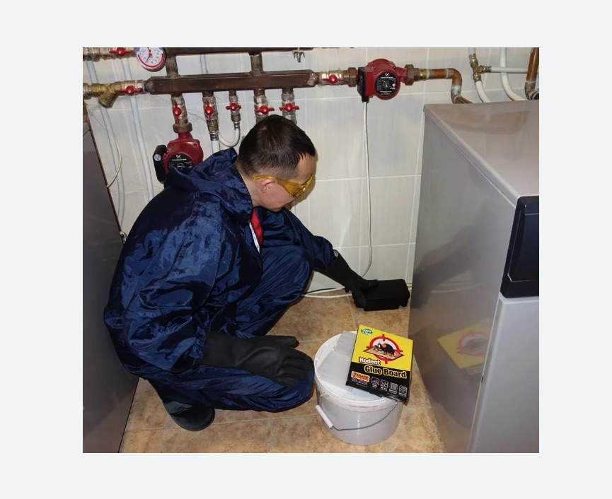 Уничтожение крыс Уничтожение крыс в Форносово