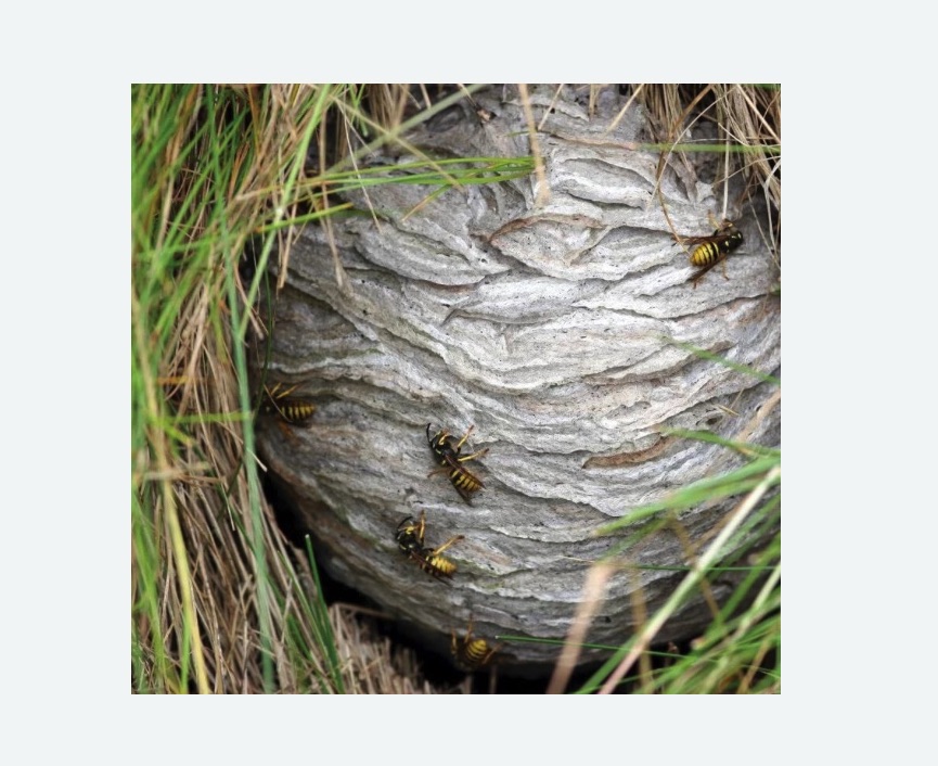 Уничтожение ос и ульев Уничтожение ос и ульев в Форносово